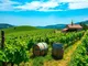 wine-regions-in-croatia-guide